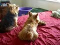Twizzler and Twix fight over new toy