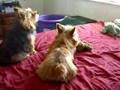 Twizzler and Twix fight over new toy