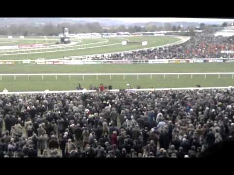 cheltenham gold cup