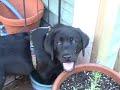 Cutest dogs in the world?