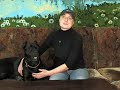 Как правильно выбрать и обучать щенка Кане Корсо