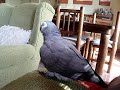 loro perico imitando animales