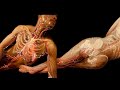 El cuerpo humano translúcido El cuerpo humano translúcido