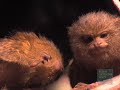 Pygmy Marmoset Twins at the Bronx Zoo!