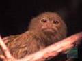 Pygmy Marmoset Twins at the Bronx Zoo!