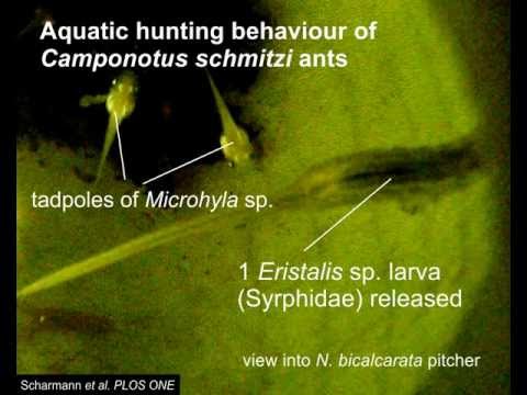 how to harvest mosquito larvae