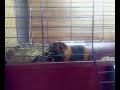 Prase, Meerschweinchen PIGIO Prase, Meerschweinchen PIGIO
