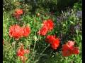 videos de THE GARDEN
