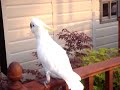 DAISY COCKATOO DANCES IN THE GARDEN
