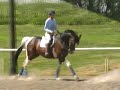 Mackan dressyr �vningar