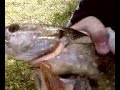Pèche au brochet.