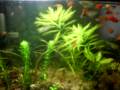 aquario plantado filhotes platy 