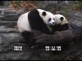 Pestering Mei Xiang on the grotto Pestering Mei Xiang on the grotto