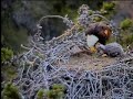 How too Break Fish Into Tiny Morsels