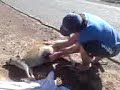 Stimps & the Irish Roo Rescue Stimps & the Irish Roo Rescue
