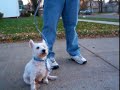 Addie the westie