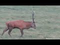 Un cervo nella radura di Cornesega nella foresta del Cansiglio durante il periodo degli amori cerca una femmina emmettendo il caratteristico suono del 
