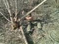 Гиббон бушует