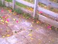 granizada n lequeitio