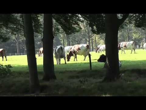 Promotievideo