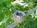 Humming bird nest April 2 2007 (Momma Feed Me)