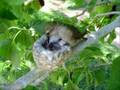 Humming bird nest April 2 2007 (Momma Feed Me)