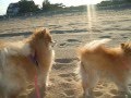 The Last Unicorn song by America (Scooby and Silvy)
