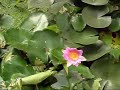 Pond ????? ??? ??? - ??????? -?????? ???  ???????