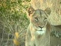 Safari at Sabi Sands - Kruger Park South Africa
