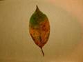 kareha no kioku (Memory of autumn leaves)