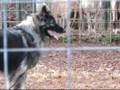 videos de Beloved Shilohs Herding