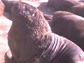 lobos en el puerto de mdp
