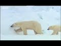 Bears - Spy in the Wood: Snow Cam Polar Bear Sledging