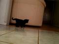 the cutest kitten