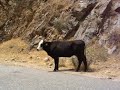 Cow with Attitude