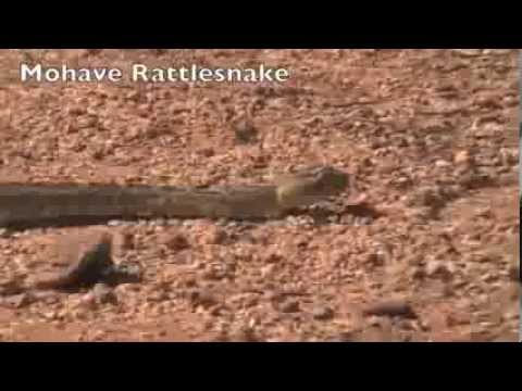 how to eliminate snakes