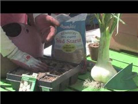how to harvest onion seeds for planting