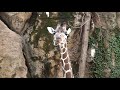 Philadelphia Zoo Giraffe Chewing Philadelphia Zoo Giraffe Chewing