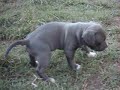 CACHORRO BLUE  AMERICAN   STAFFORDSHIRE   TERRIER  INDIA X ...