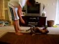 Weimaraner