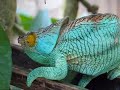 BlueGreen Parson\ BlueGreen Parson\
