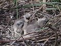 Garzas bebes 1 Garzas bebes 1