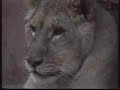 raising a lion raising a lion