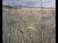 videos de Steven's Retrieve