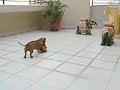 Killer Dog