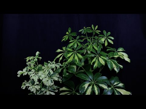 how to care for dwarf umbrella tree