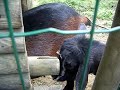 marie caroline aime les animaux marie caroline aime les animaux