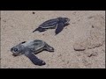 Leatherback sea turtle hatchlings