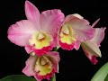 orquideas presente de Deus