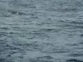 Menace of Dennis Tuna Fishing
